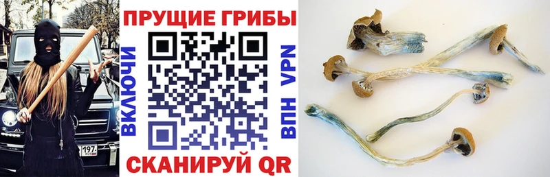 Галлюциногенные грибы Cubensis  Купить закладки  Данков 